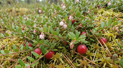 American Cranberry