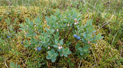 Bog Blueberry