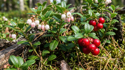 Lingonberry
