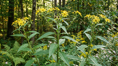 Wingstem