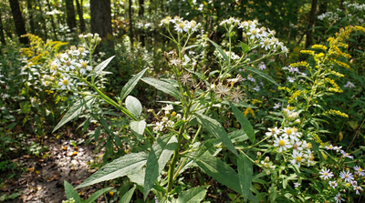 Frostweed