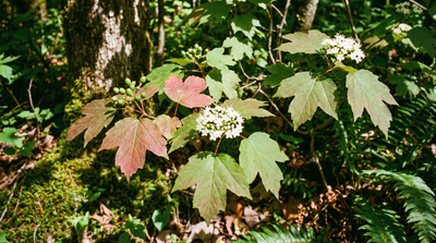 Maple-leaved Viburnum