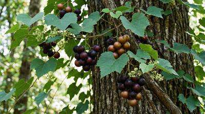 Muscadine