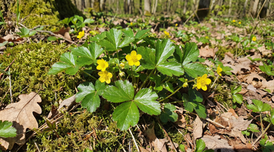 Barren Strawberry
