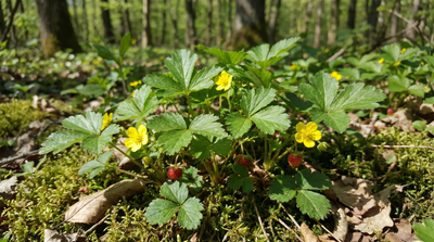Barren strawberry