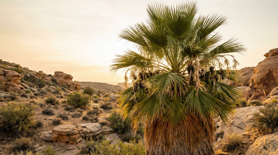 California fan palm