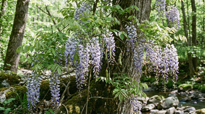 American wisteria