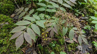Shrub yellowroot