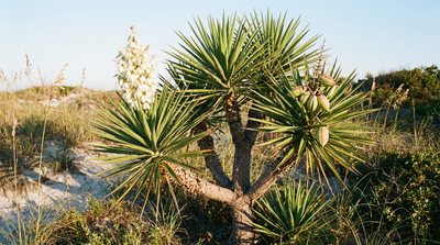 Spanish Bayonet