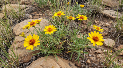 Rocky Mountain Zinnia