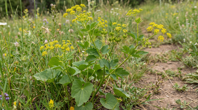 Heart-leaved Golden Alexanders