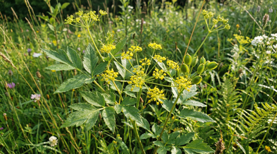 Golden Alexanders