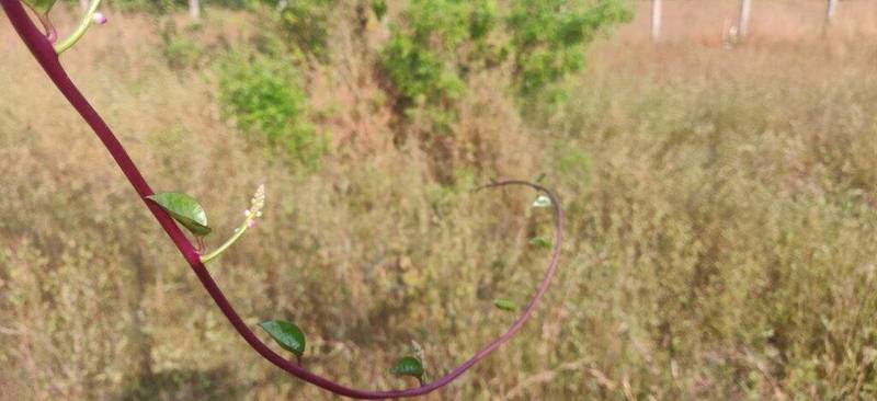 malabar spinach stem
