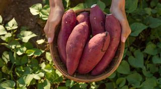 Sweet Potato