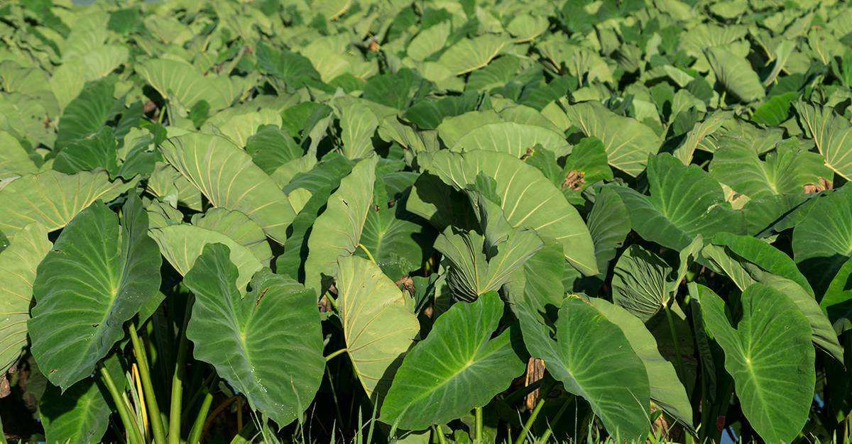 Taro
