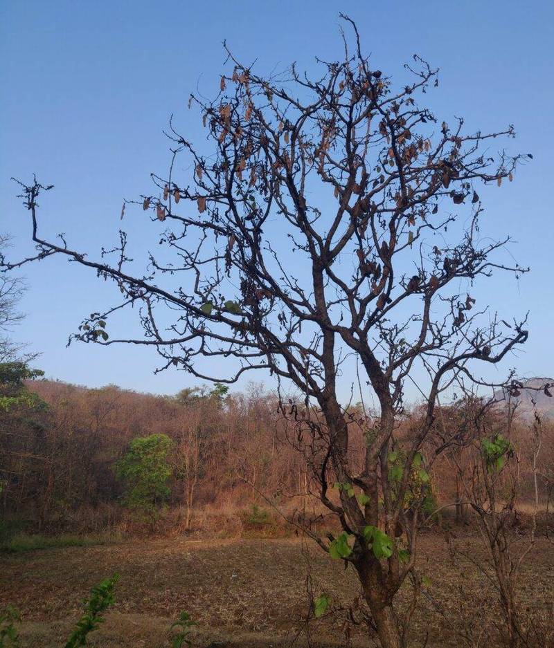 palash tree