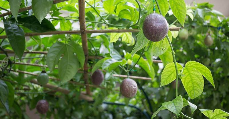 sweet passion fruit on the plant