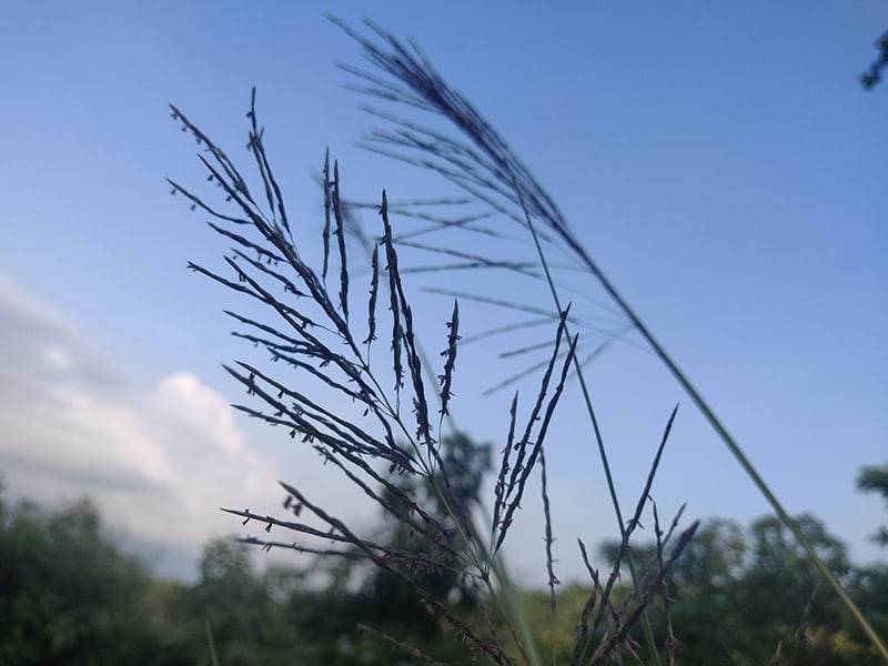 vetiver flower