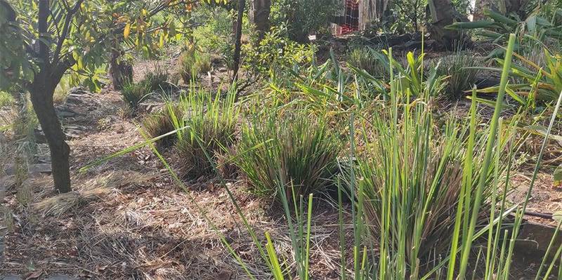 vetiver for terraces