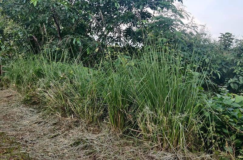 vetiver on fence
