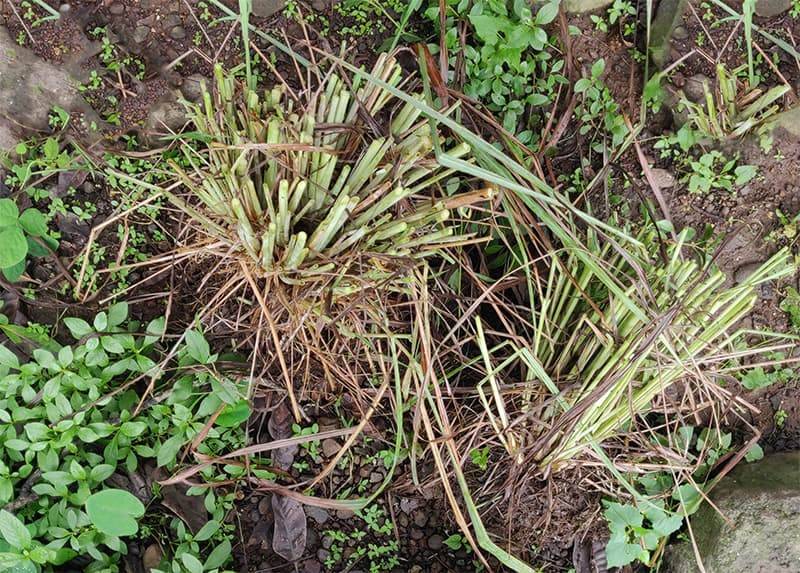 vetiver propagation