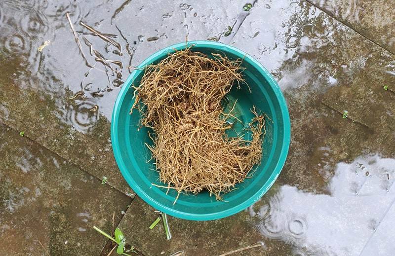 vetiver root harvest