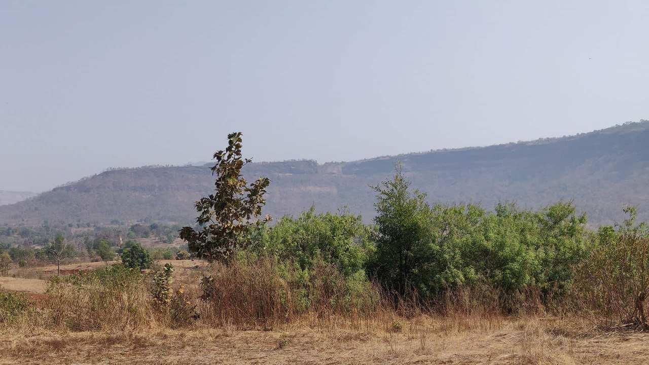 Chinese chaste tree