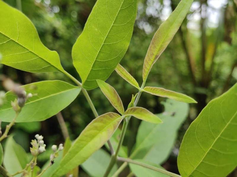 vitex negundo (10)