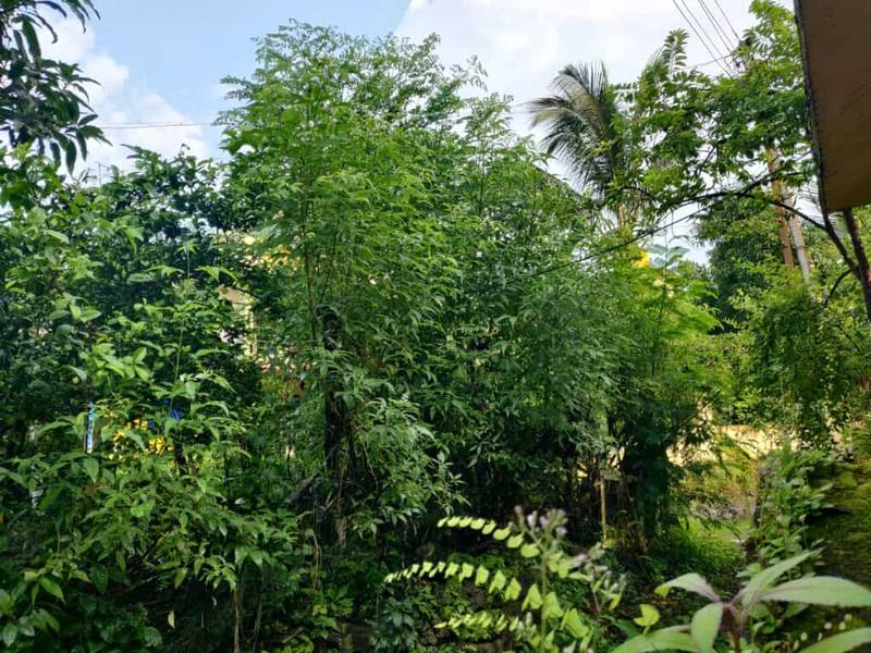 vitex negundo (4)