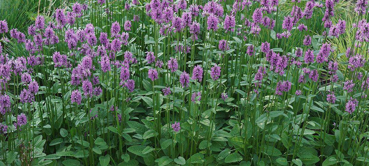 Lamb's Ear