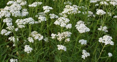 Common Yarrow