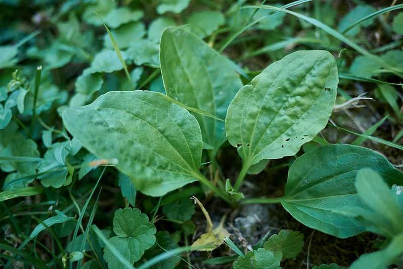 plantago major