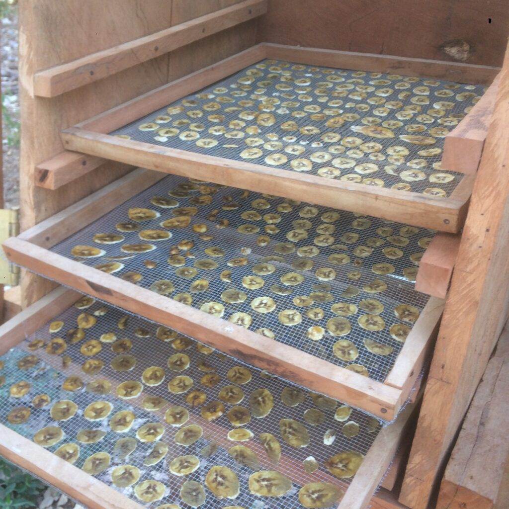 Dehydrating Bananas