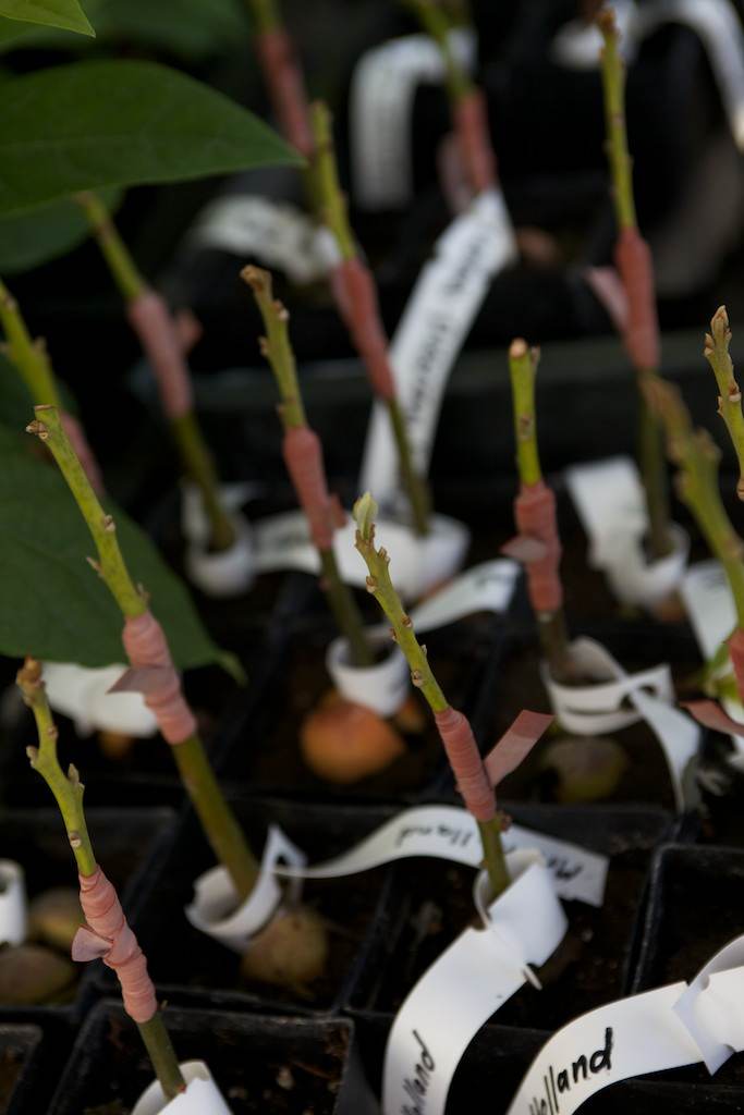 grafted avocado seedlings