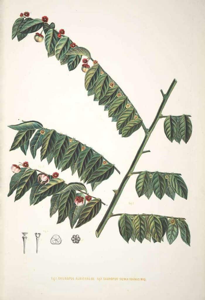 botanical katuk