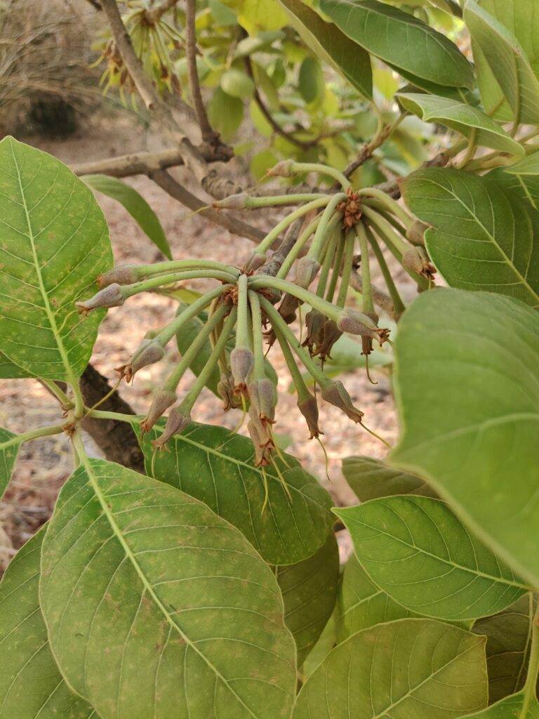 flowerbuds