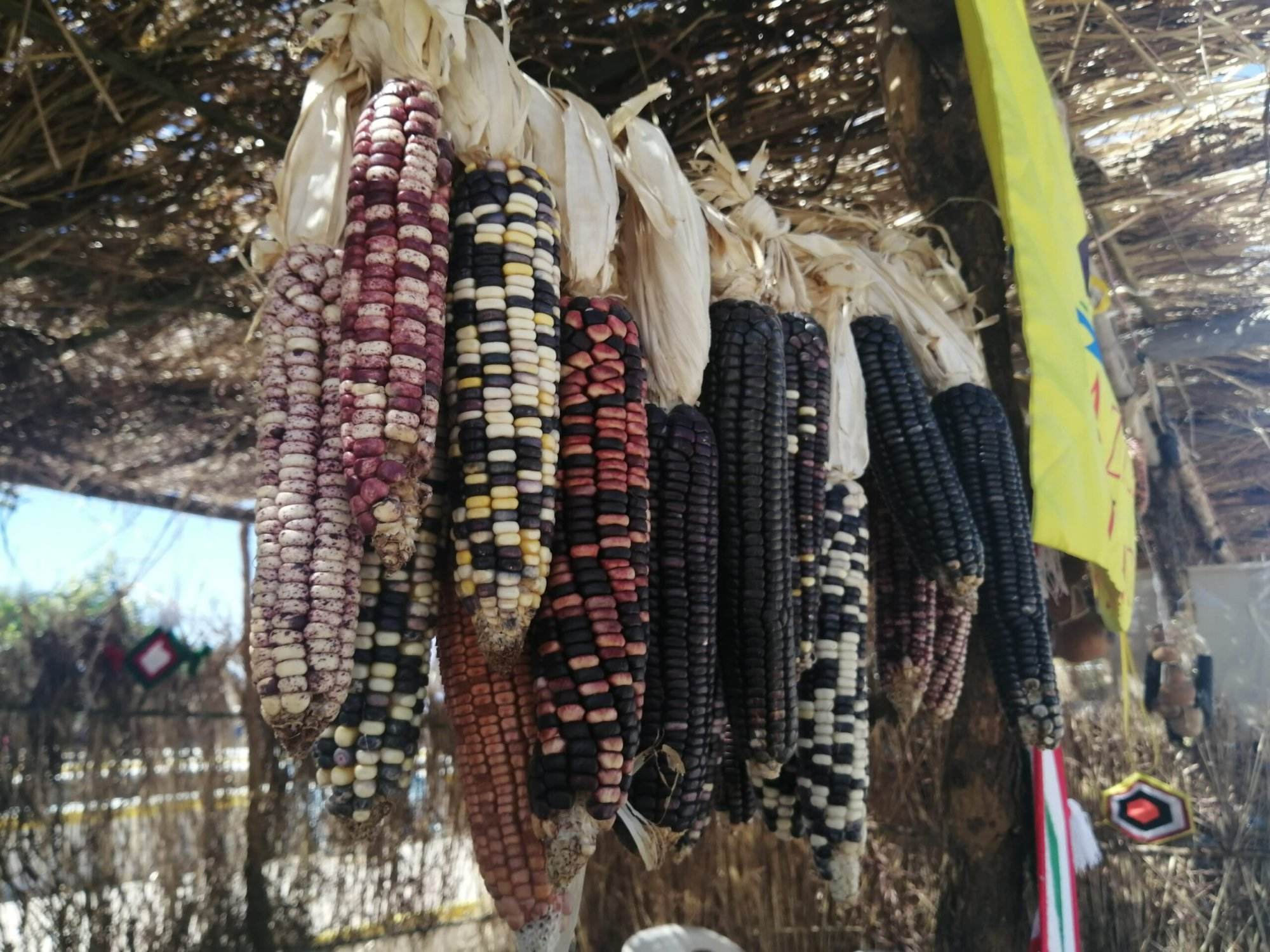 Corn hanging to dry