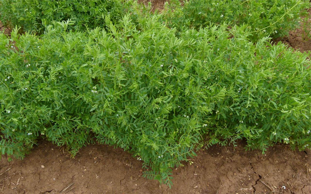 lentil plants