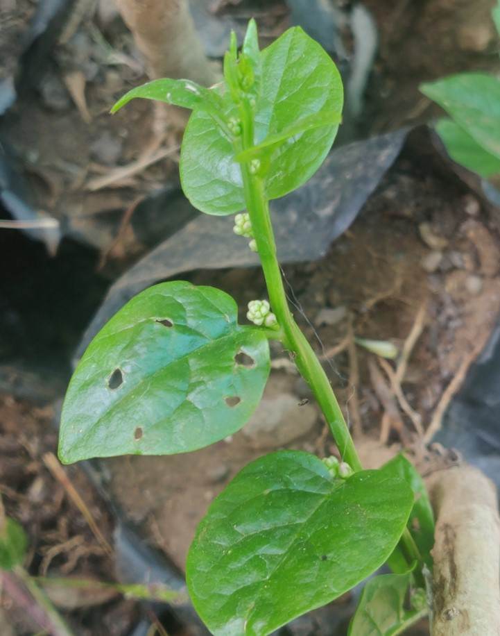 basella alba