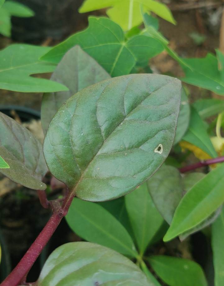 basella rubra
