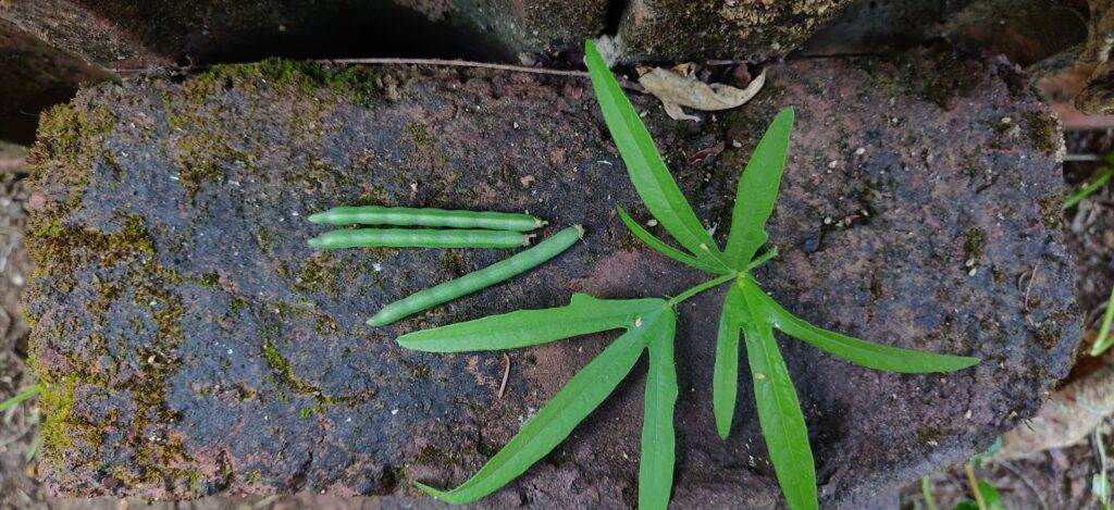 moth bean leaf and vegetable