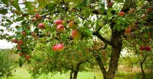 apple trees with red apples