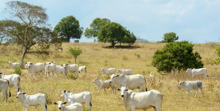 nelore cattle in the pasture, in campina grande, paraiba, brazil. livestock in the semiarid region of northeast brazil.