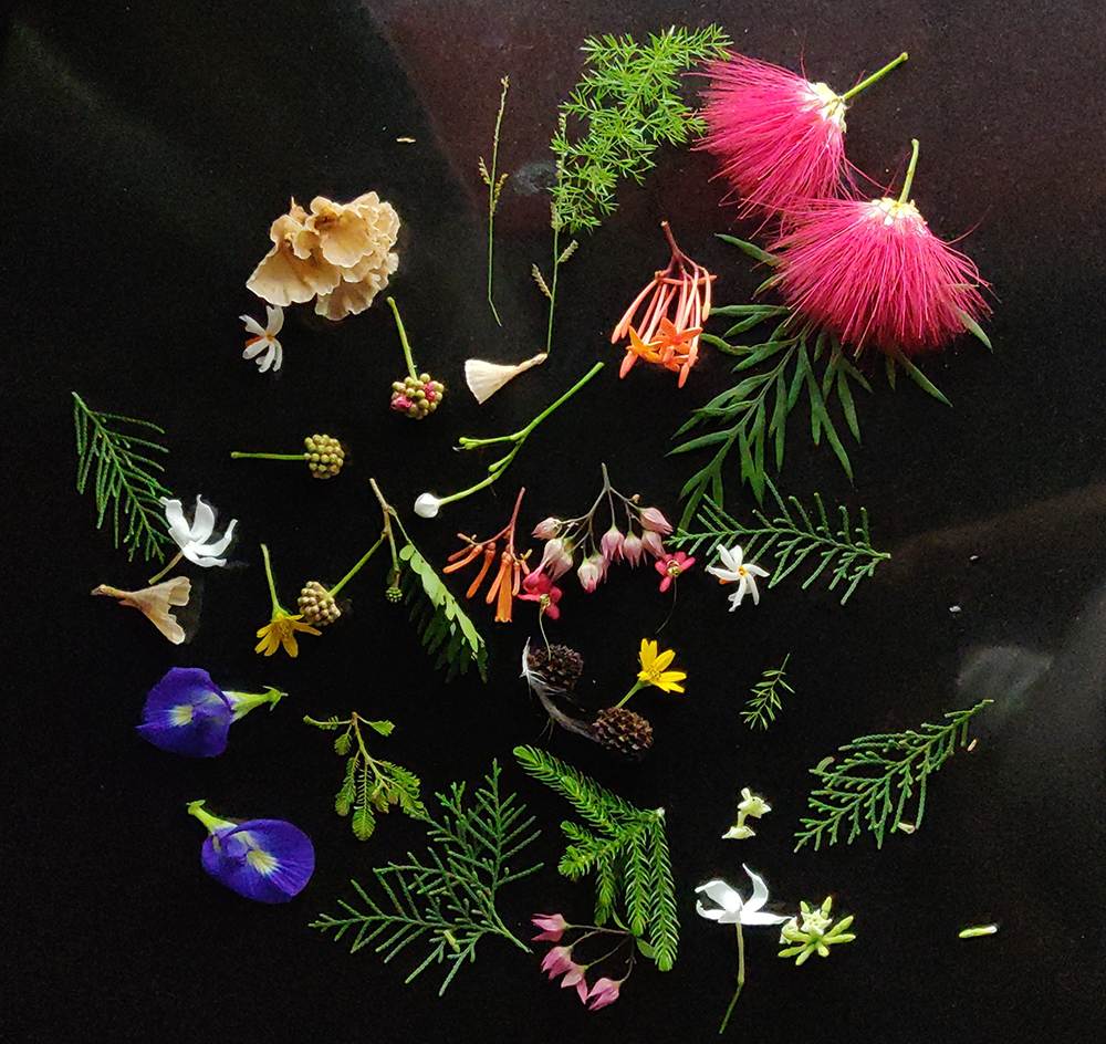 array of medicinal flowers