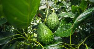 avocado on tree