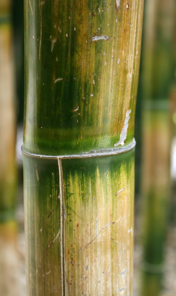 bamboo