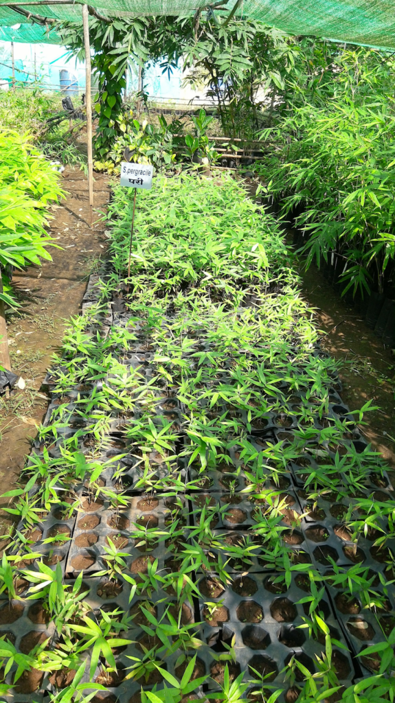 bamboo nursery