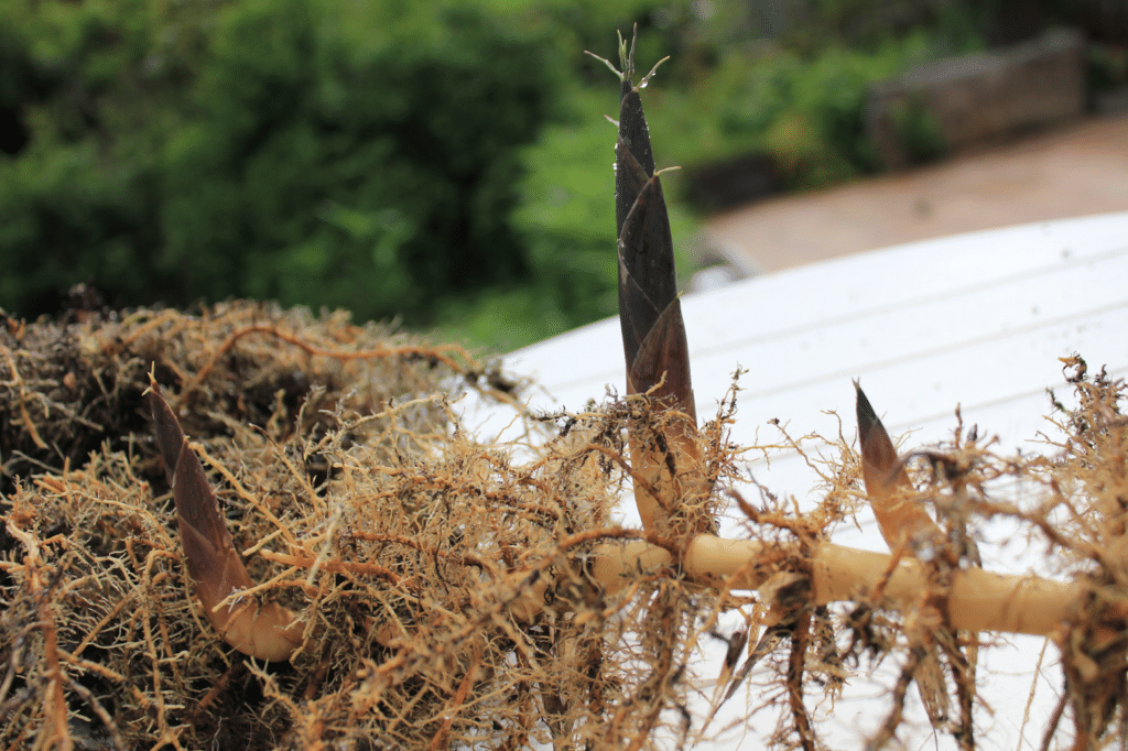 bamboo shoots