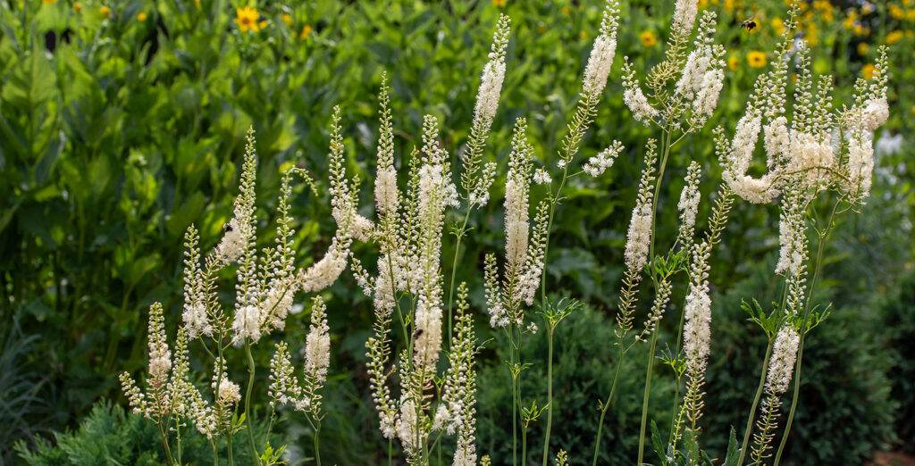 black cohosh