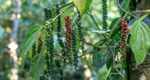 black pepper plant with peppercorns.